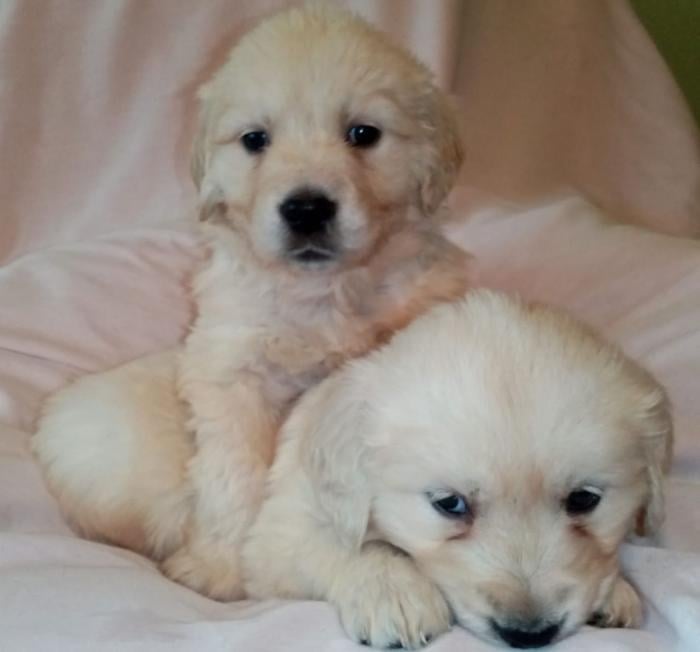 Perros Golden Retriever Bebe De 8 Semanas En Venta San Juan Pr Venta De Perros